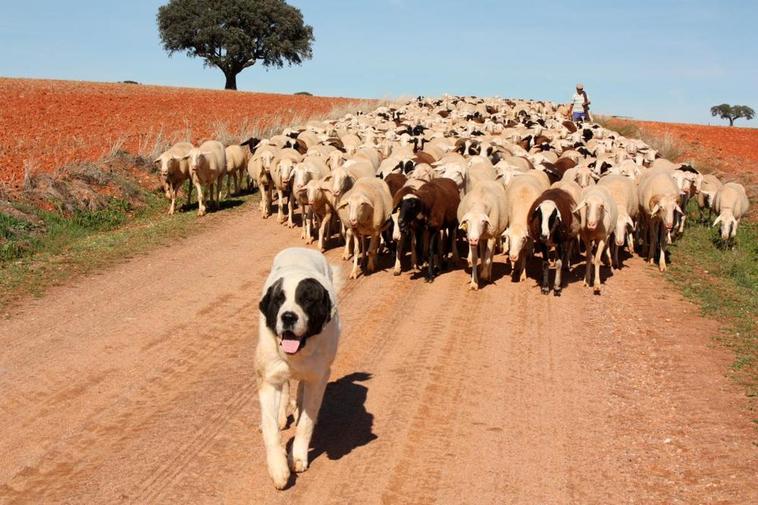 Un perro mastín abre el paso a un rebaño de ovejas