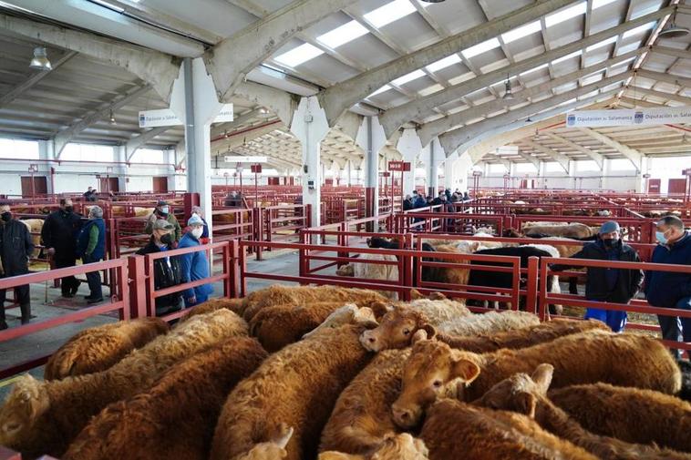 Mercado de ganados de Salamanca