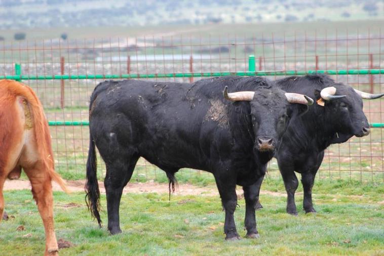 Toros de lidia en una explotación de Salamanca