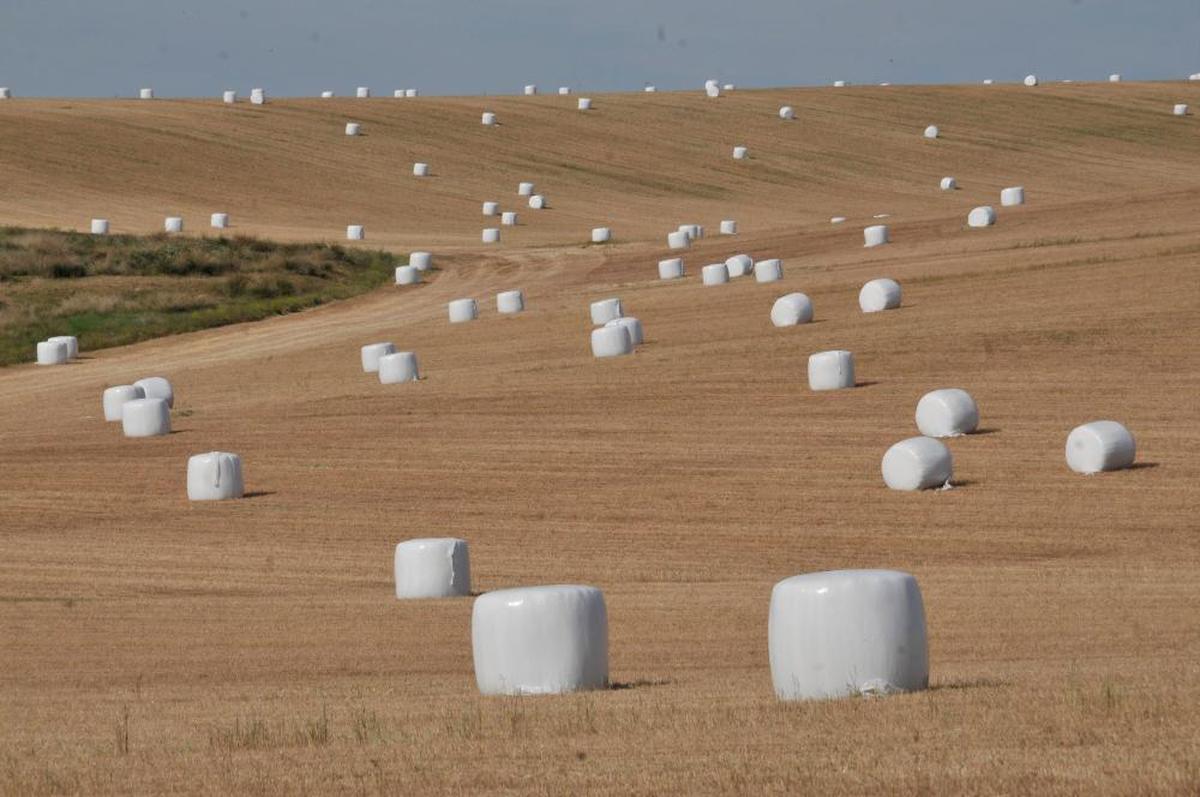 Alpacas plastificadas en el campo salmantino