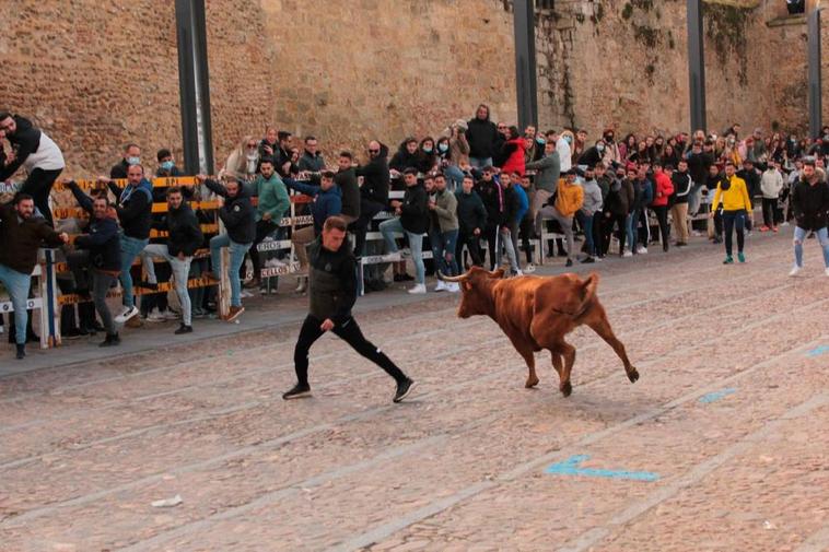 La primera vaquilla de la tarde fue recibida con expectación, ganas y una alta implicación por parte del público mirobrigense.