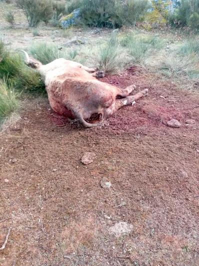Dos terneros y una vaca mueren por ataques de lobos y buitres en Horcajo Medianero y Cabeza de Framontanos