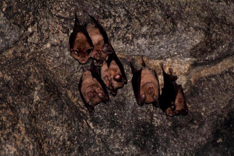 Estudio ‘en profundidad’ de los murciélagos del Camino de Hierro