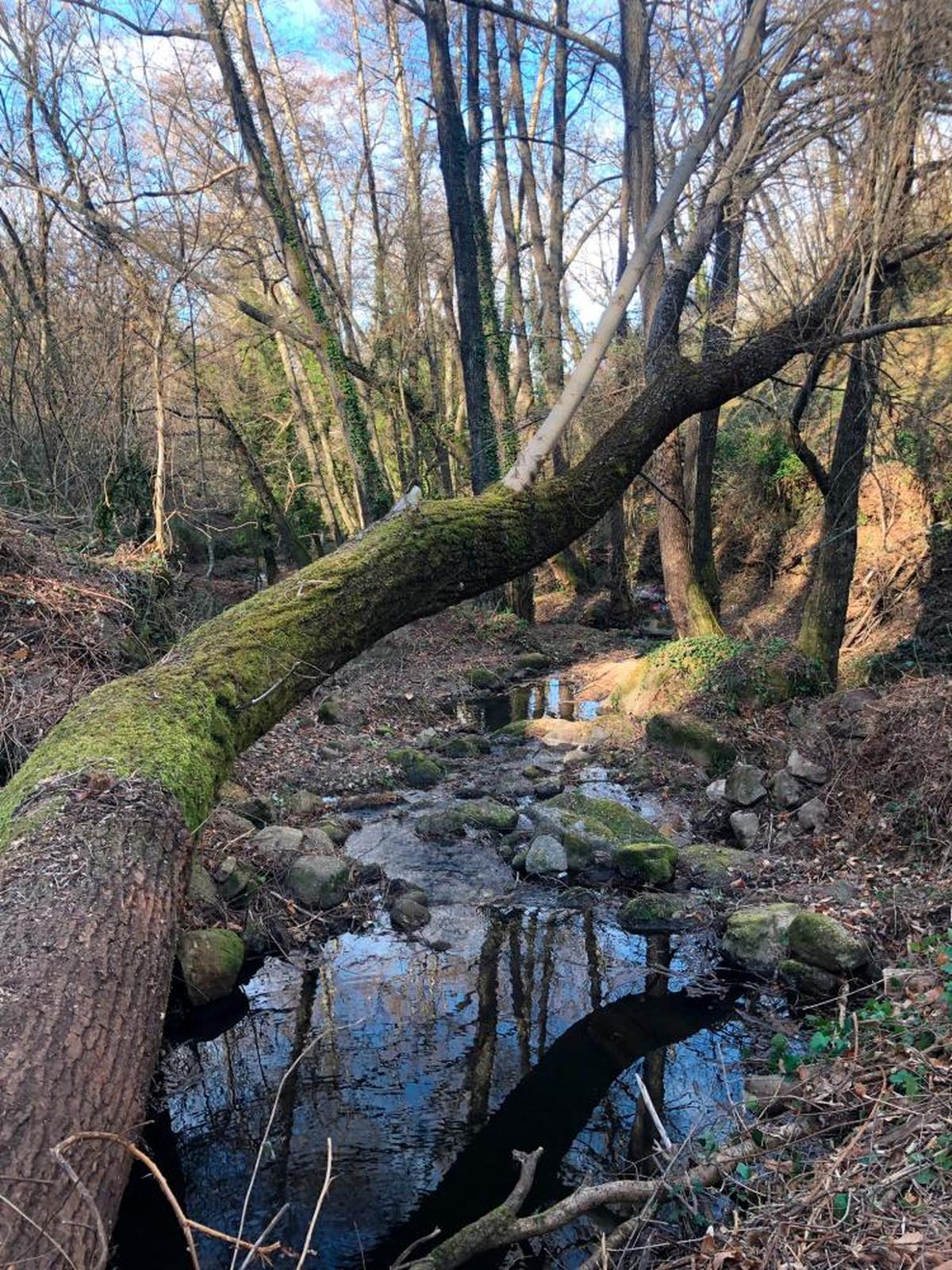 Imagen de uno de los tramos que se han limpiado en término de Puerto de Béjar