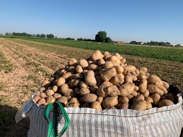 Recolección de patatas en el campo salmantino