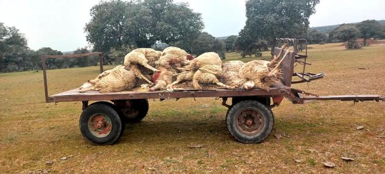 Los cuerpos de las ovejas atacadas en un remolque