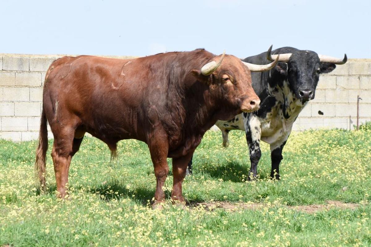 Dos de los novillos que forman parte del encierro de Sánchez Herrero en Las Ventas.