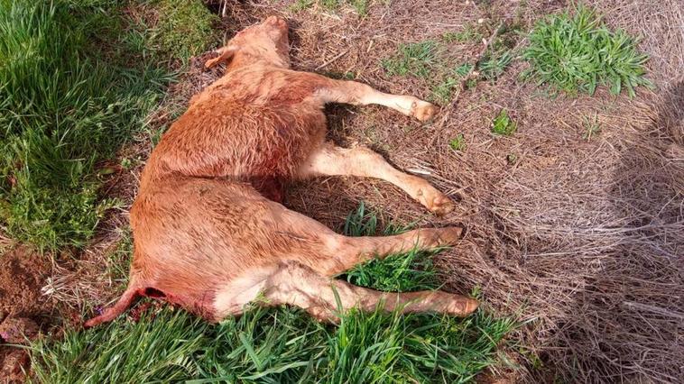 Un ataque de buitres mata a una ternera en La Mata de Ledesma