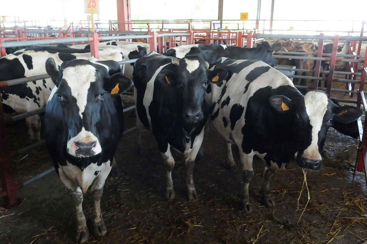 Vacas de leche en el mercado de ganados.