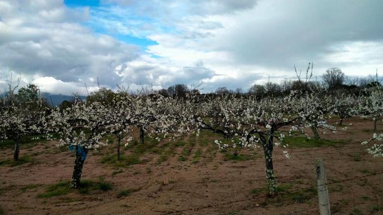 Temor en la Sierra a que el frío acabe con la floración del cerezo