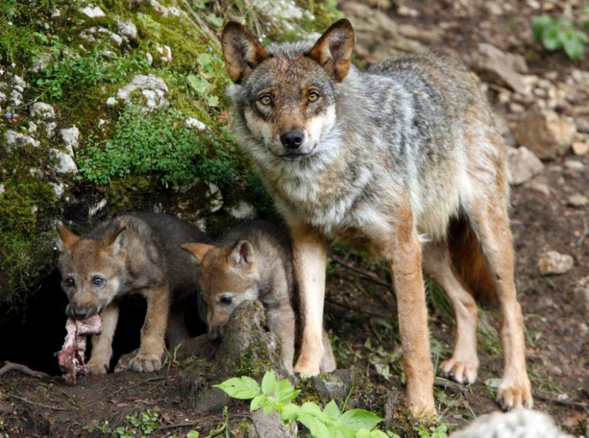 Un lobo ibérico con dos de sus cachorros