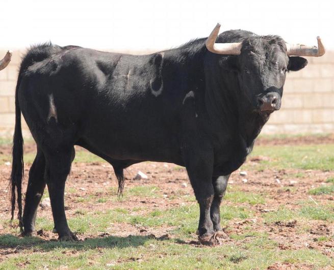 Ejemplar que se lidiará con el hierro de Hermanos Sánchez Herrero