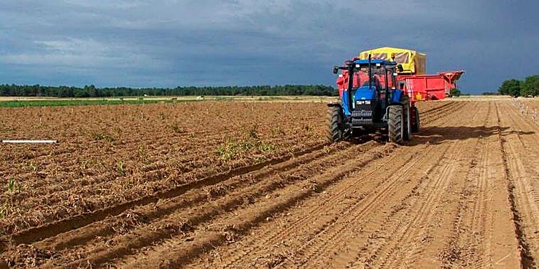 Un agricultor cosechando patata en su explotación en Cantalpino