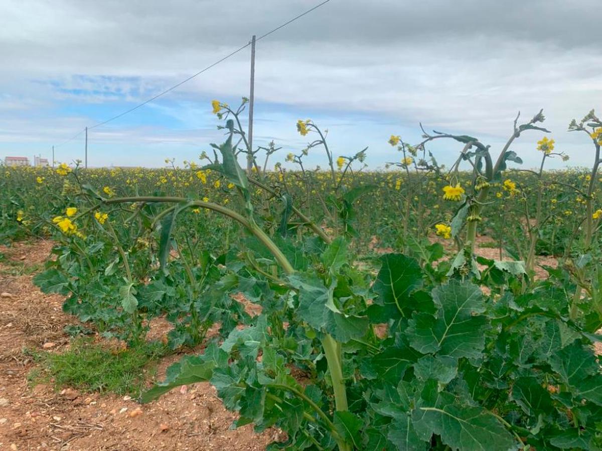 Plantas de colza ya florecidas y heladas en una parcela cultivada en la comarca de La Armuña.