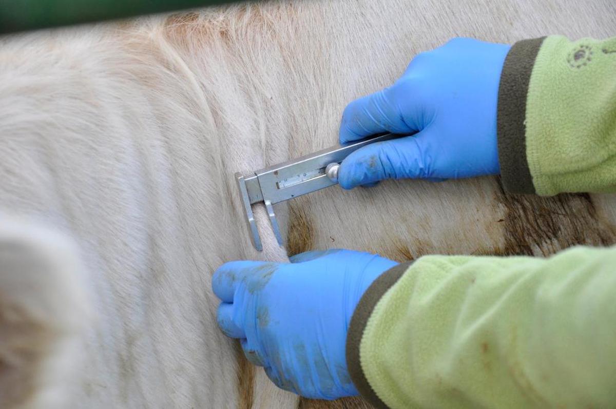 Prueba de la tuberculosis en piel