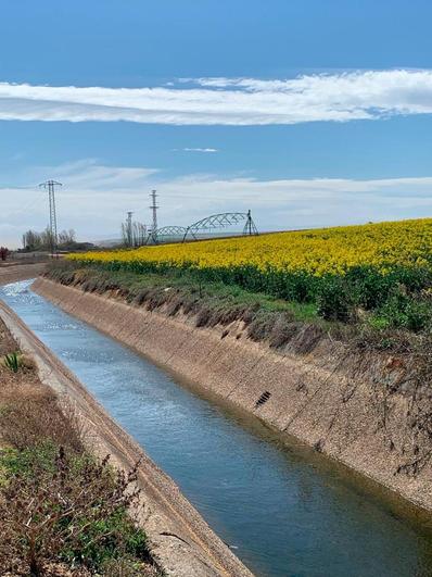 Canal de riego junto a un campo de colza