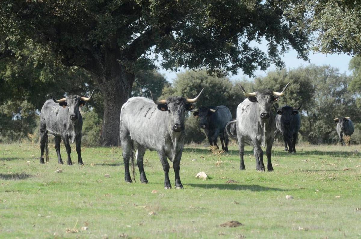 Ganado en el campo charro.