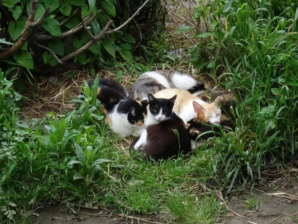 Un grupo de gatos, en una de las colonias asentadas en las riberas del Tormes