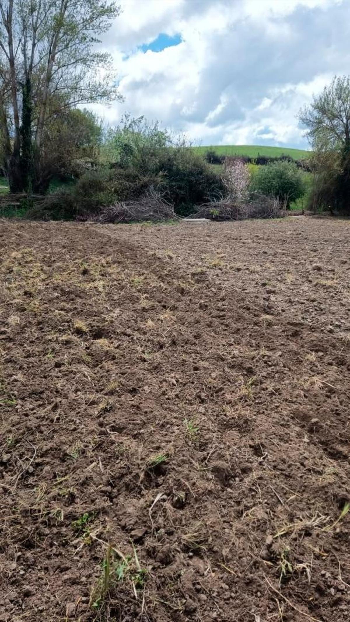 Una vuelta a la mula antes de sembrar patatas.