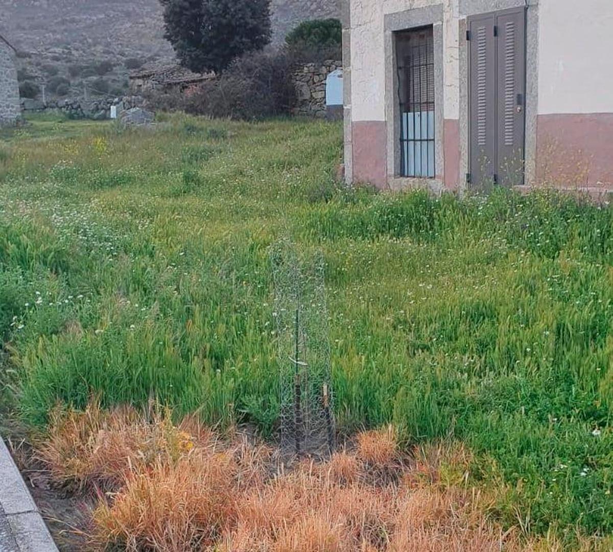 Contorno de uno de los árboles seco con el resto de la hierba completamente verde