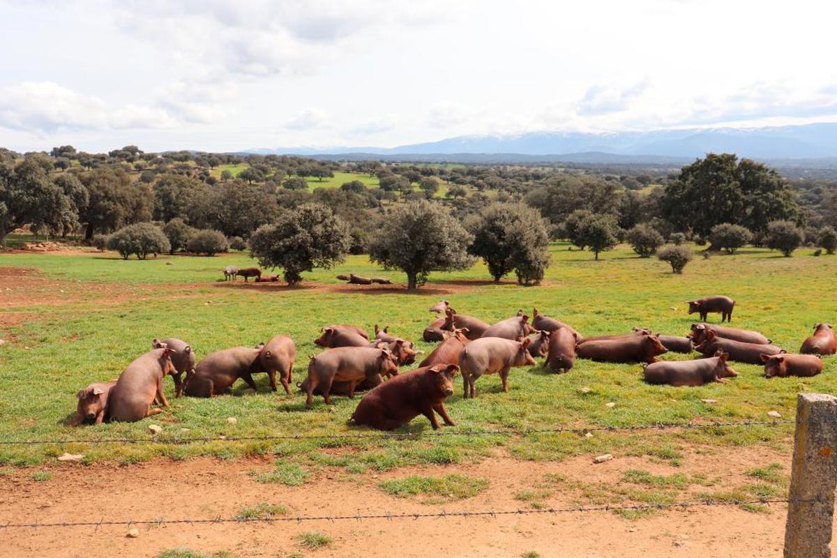 Cerdos en una finca cercana al Tormes en la localidad de Cespedosa