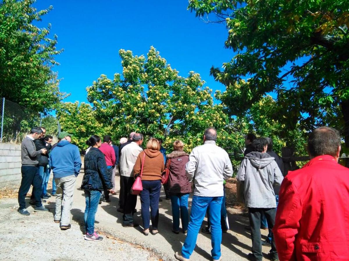 Visitantes a una de las parcelas de castaños existentes en las cercanías de la localidad serrana de La Alberca