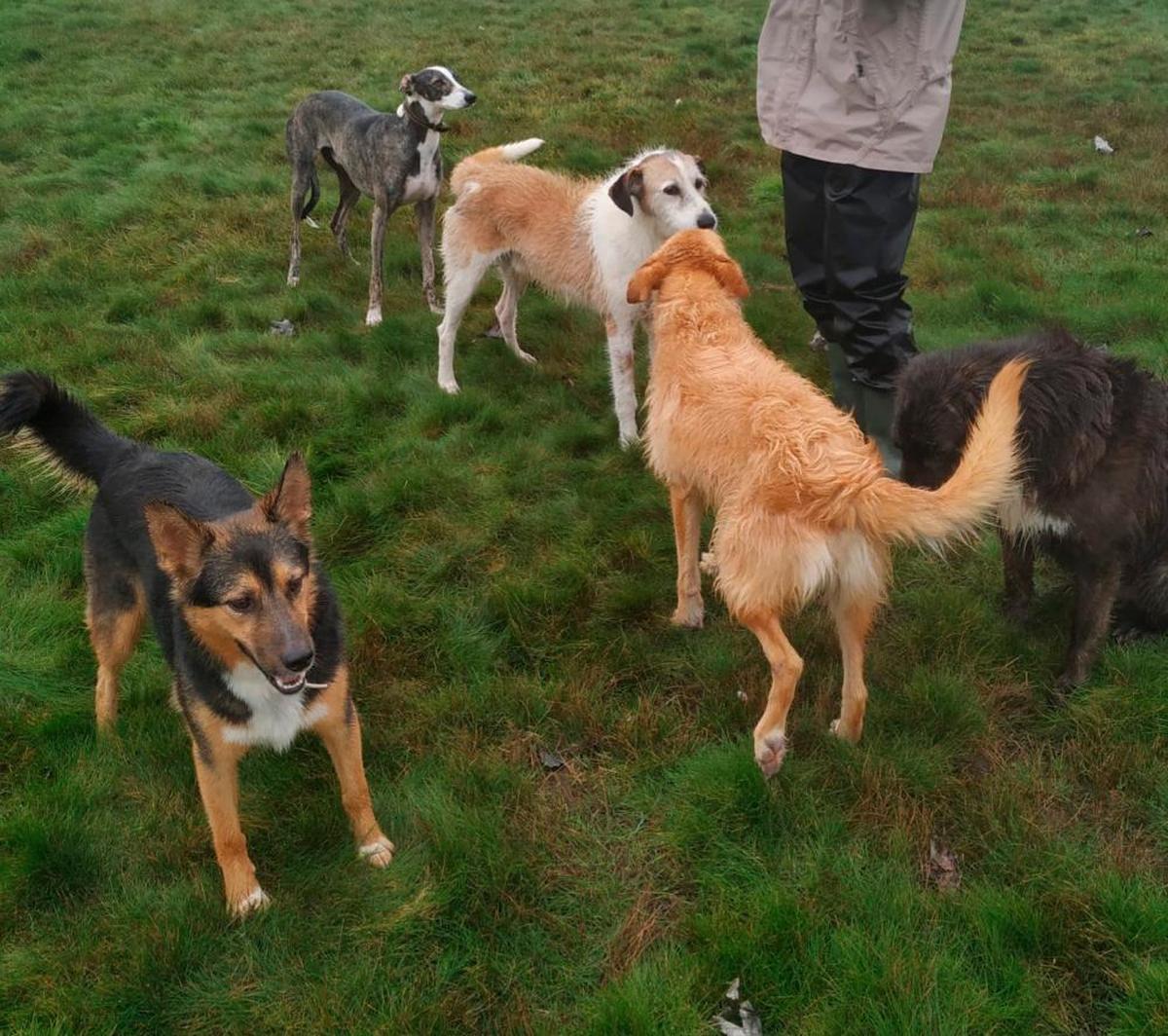 Un jauría de perros.