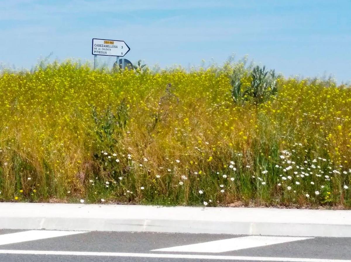 La vegetación en el vial ejecutado por Adif y que comunica 3 municipios