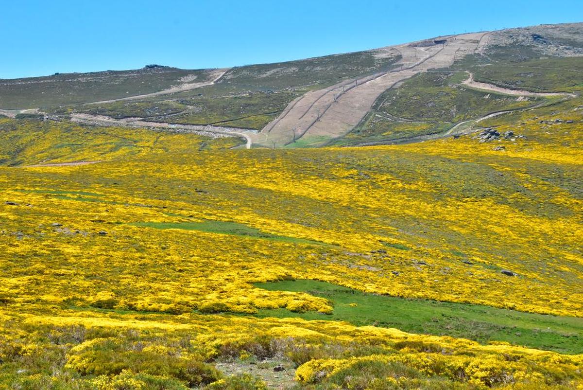 Imagen de la estación de esquí de La Covatilla al fondo ante un manto amarillo por la floración del piorno en la Sierra de Béjar