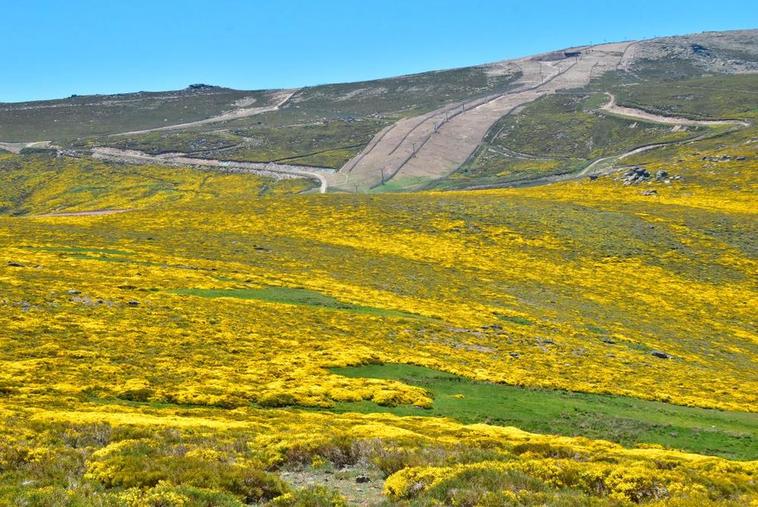 Imagen de la estación de esquí de La Covatilla al fondo ante un manto amarillo por la floración del piorno en la Sierra de Béjar