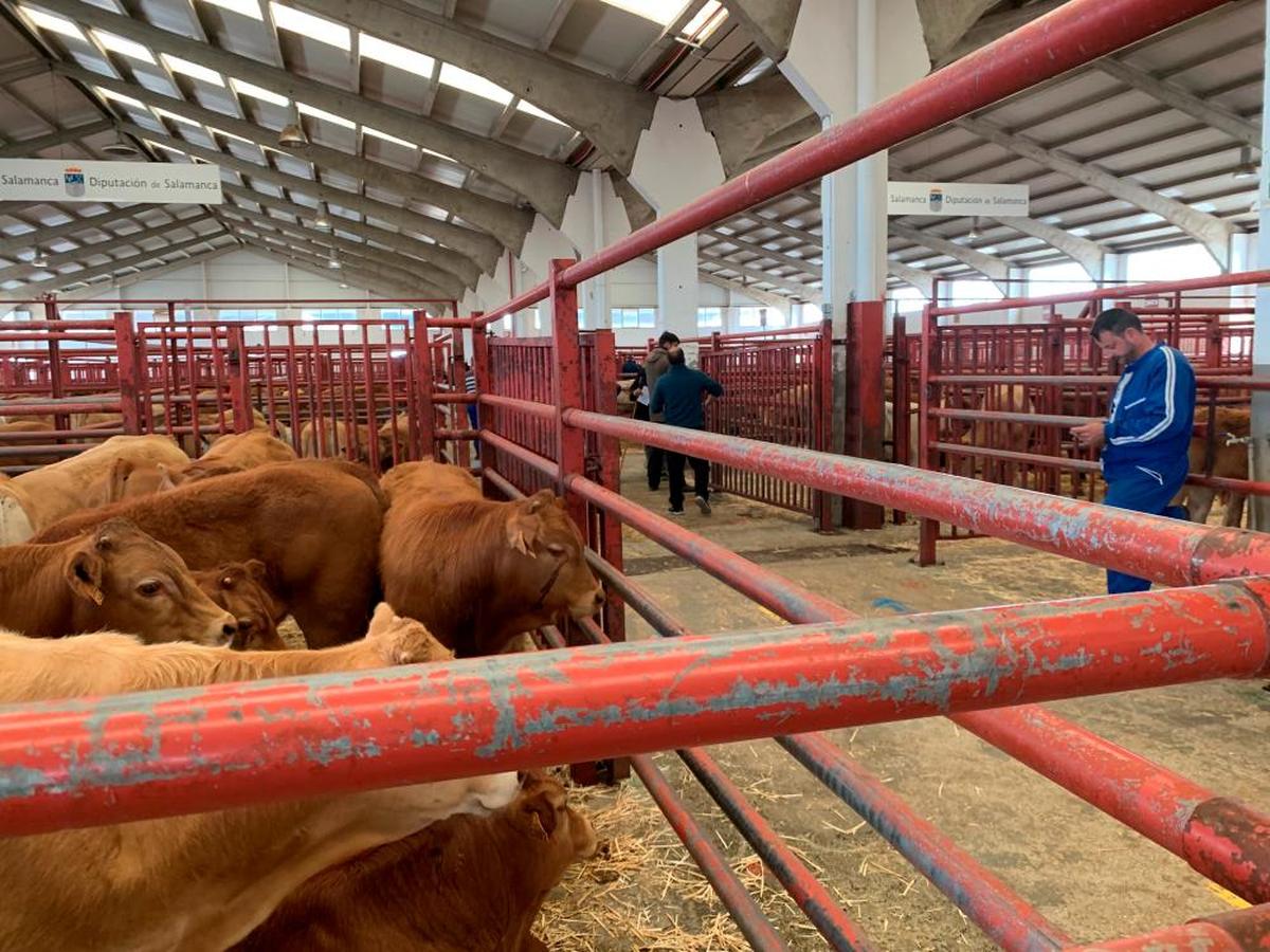 Corral de terneros a la venta en el mercado de ganados de ayer.