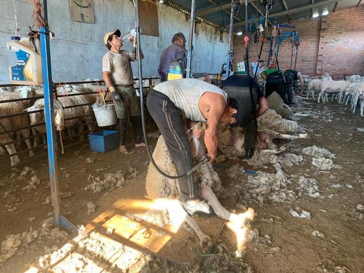 Darío, descalzo, bebe agua mientras entra otro grupo de ovejas.