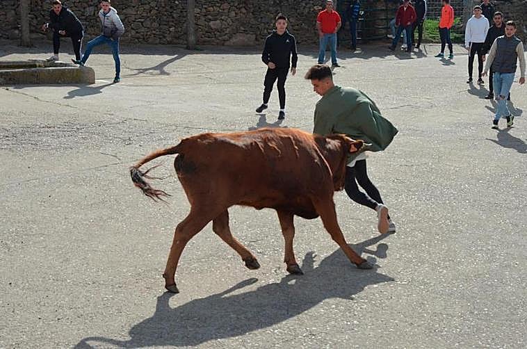 Un joven con una vaquilla en otra fiesta patronal.