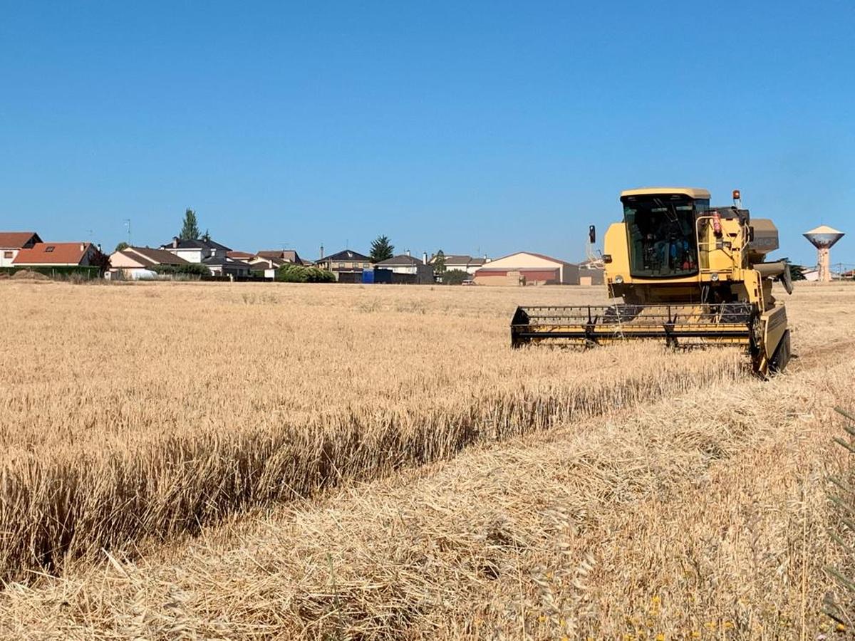 Cosecha de cereal en la provincia salmantina