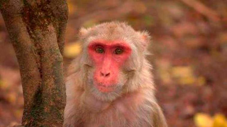 Mono macaco rhesus hembra