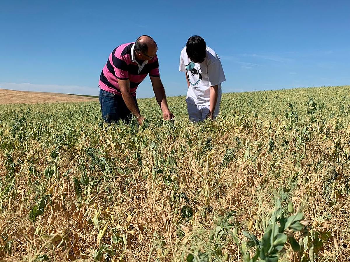 Francisco y su hijo Gonzalo, en una de las parcelas de guisantes que tienen en Coca de Alba