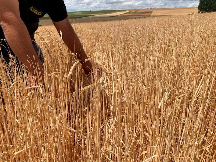 Campos de cereal.