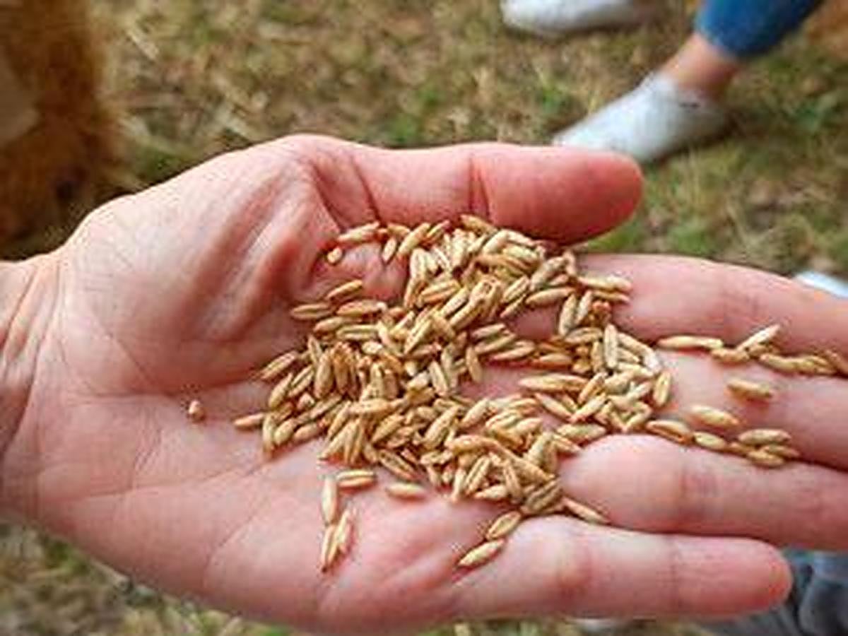 El superalimento que te ayuda a perder peso y que cuida tu piel