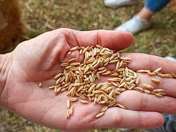 El superalimento que te ayuda a perder peso y que cuida tu piel