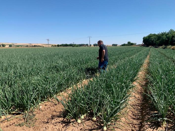 Francisco González, en una de las tierras de cebollas de Cantalpino; tiene también en Villaflores y en El Campo de Peñaranda.