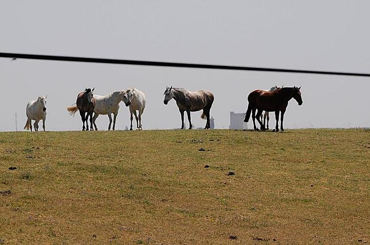 La Consejería de Agricultura y Ganadería quiere fomentar la compra de equinos
