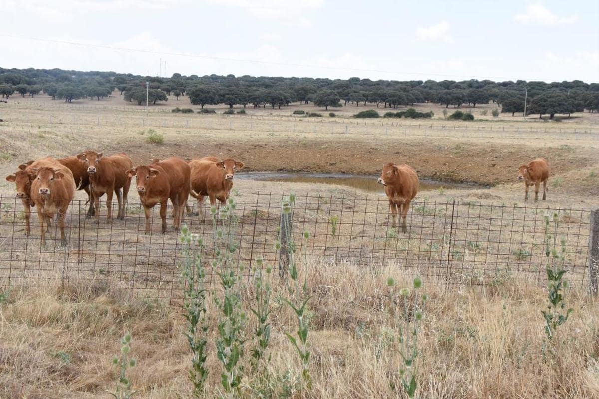 Vacas junto a una charca prácticamente seca en las proximidades de Carrascal del Obispo.