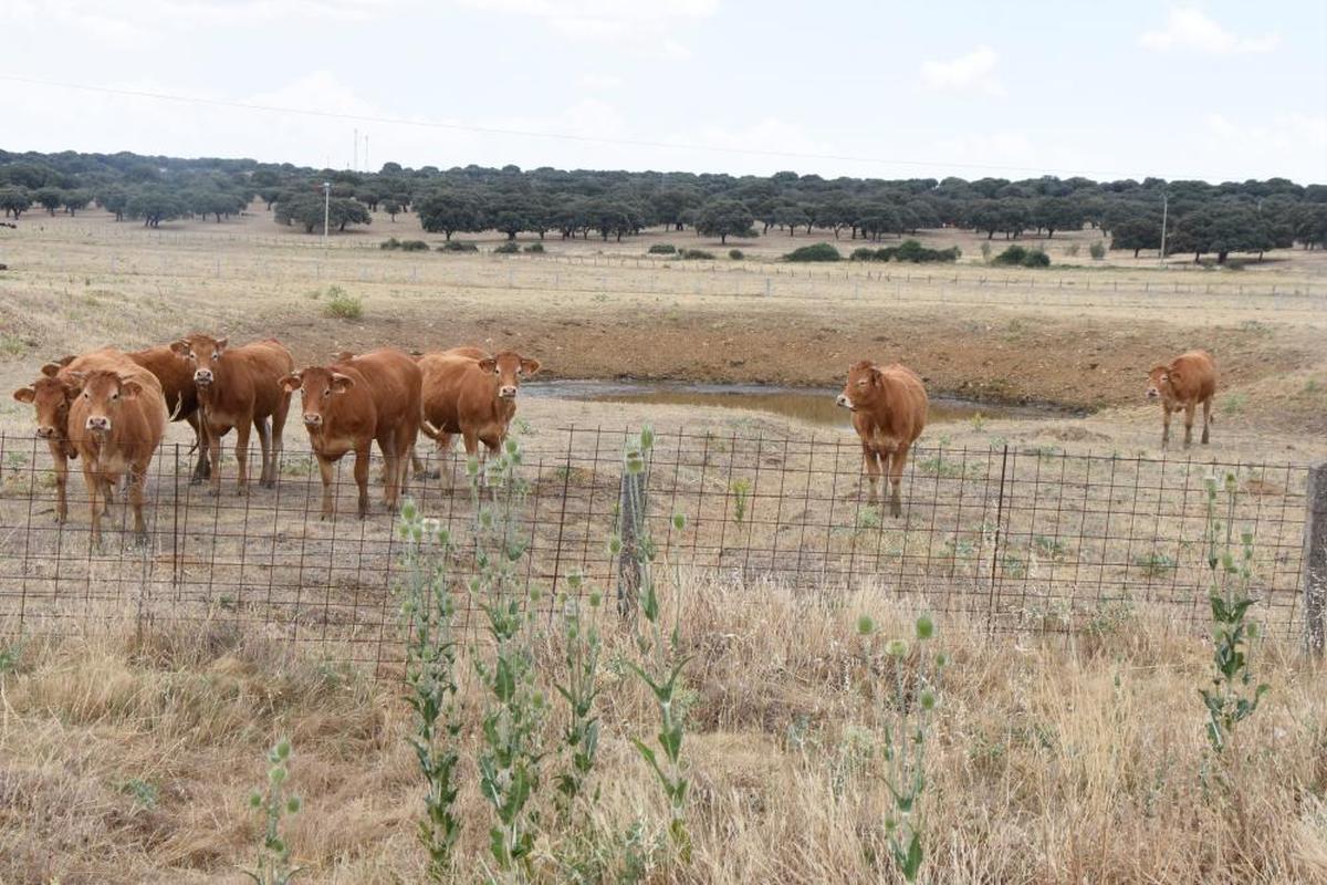 Vacas junto a una charca prácticamente seca en las proximidades de Carrascal del Obispo.