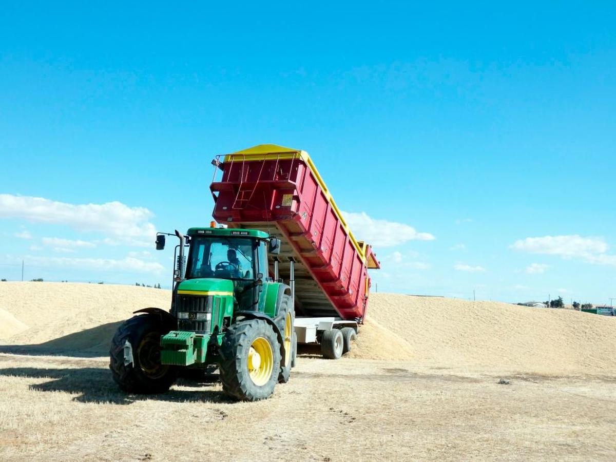 Un  agricultor descarga el cereal en la era.