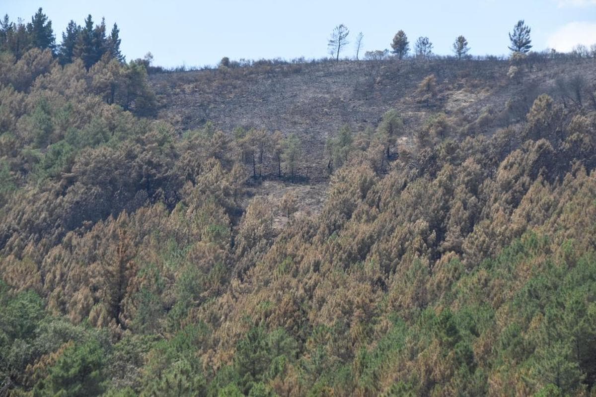 Zona afectada por las llamas durante el incendio de la Sierra de Francia.