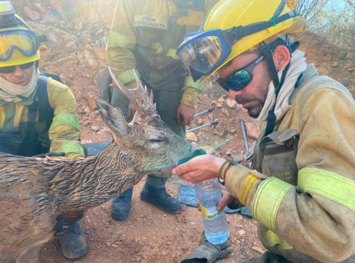 Los bomberos forestales del incendio de Losacio no dudaron en ayudar a este corzo.