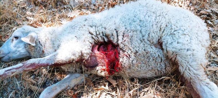 Una de las ovejas que sufrieron el ataque del lobo en Almendra.