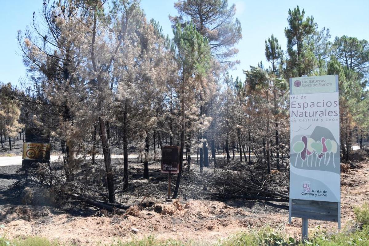 Imagen desoladora dejada por el incendio de Monsagro en el Parque Natural Las Batuecas-Sierra de Francia