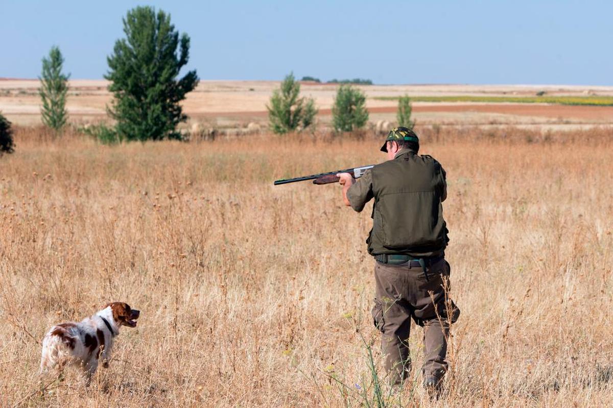 Un cazador, marca una presa con la escopeta, durante una jornada de media veda.