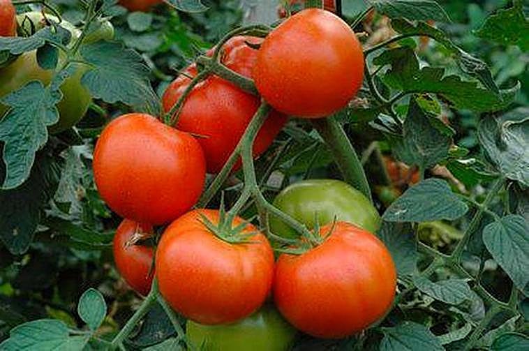 Una rama de tomates.